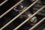 China, China, bear bile touted as a potent coronavirus treatment by china, South east asia