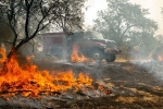 California wildfire death toll, California wildfire, california wildfire toll reaches 63 631 still missing, Teddy bear