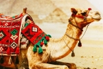 Camel Milk side effects, Camel Milk latest breaking, benefits and side effects of camel milk, Amma Camel Milk side effects, Camel Milk latest breaking, benefits and side effects of camel milk, Amma