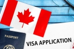 Canada's study visa approvals report, Canada's study visa approvals decline, canada s study visa approvals for indian students to drop by 50 in 2024, Indian origin