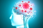 brain organoids, headache, coronavirus is capable of affecting the brain study, Neurology