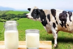 Cow Milk Protein bad for health, Cow Milk Protein latest, can cow milk protein lead to type 1 diabetes, Milk