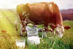 Cow Milk uses, Cow Milk advantages, ten health benefits of consuming cow milk, Intolerance