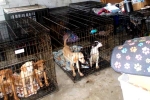 Dog Meat South Korea banned, Dog Meat, consuming dog meat is a right of consumer choice, Dogs