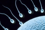 Foods That Improve Sperm Count, Sperm Count, 8 super foods to improve sperm count, Bromelain