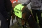 Mohammed Salim Patel, Guide Horse in UK, indian origin man with eye condition to get guide horse in uk, North west