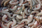 Kerala, United States, indian shrimp faces threat of ban in u s, Al hilal