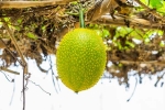 Snake Venom breaking, plant medicine for Snake Venom, this miraculous plant can neutralise snake venom in minutes, Save