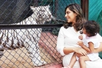 Klin Kaara breaking news, Klin Kaara pictures, klin kaara meets her namesake tigress on second birthday, Instagram