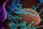 Lambda variant news, Lambda variant Peru, all about the new lambda variant of coronavirus and its symptoms, Chile Lambda variant news, Lambda variant Peru, all about the new lambda variant of coronavirus and its symptoms, Chile