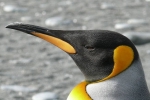 Danish researchers, penguins poop, laughing gas released from penguins poop causes a ruckusto the environment, Cuckoo