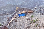 Van Sommeran, Leopard Sharks, hundreds of dead sharks washing up on bay area shores, Van sommeran
