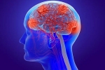 Coronavirus cases, Coronavirus brain, coronavirus can cause long term loss of brain tissue, Fda