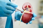 Creatinine Levels and Kidney health, Lower Creatinine Levels for health, tips to lower your creatinine levels, Kidney health