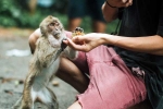 Monkey Bite tips, Monkey Bite doctors, what to do after a monkey bite, Dogs Monkey Bite tips, Monkey Bite doctors, what to do after a monkey bite, Dogs