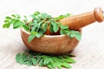 Moringa in diet, Moringa experts, is moringa a must have in your diet, Narendra modi Moringa in diet, Moringa experts, is moringa a must have in your diet, Narendra modi