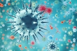 new virus, pandemic, a new virus discovered in china is another pandemic on the way, Swine flu new virus, pandemic, a new virus discovered in china is another pandemic on the way, Swine flu