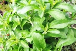 Stevia news, Stevia, is consuming stevia bad for blood sugar levels, Stevia blood sugar levels