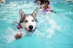 Swimming Dog Fitness, Dog Fitness doctor, how can swimming boost your dog s fitness, Less stress