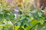 how to use tulsi leaves for hair, tulsi for skin pigmentation, tulsi for skin how this indian herb helps in making your skin acne free glowing, Toner