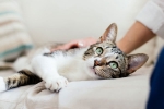 coronavirus, covid-19, two pet cats in new york test positive for covid 19, Pet dogs