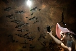 Wuhan CDC bat research, Wuhan CDC bat research, a sensational video of scientists of wuhan cdc collecting samples in bat caves, Wuhan cdc