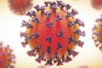 Coronavirus health struggles, Coronavirus internal organs, coronavirus is not related to respiratory system says study, Body organs