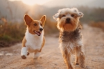 healthcare, healthcare, us boasts a 72 billion dollar industry over their obsession with pets, Pet insurance