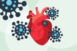 human heart, COVID-19, covid 19 can lead to heart complications not found in any other disease study, Relaxations