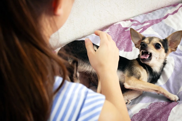 Why is Rabies Deadly: What to do after a Bite?