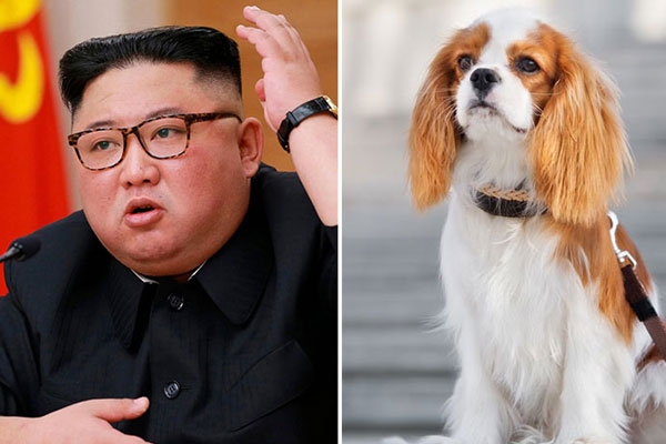 North Koreans ordered to hand over pet dogs for meat amid food shortages