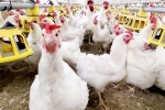 Bird flu USA outbreak, Bird flu latest breaking, bird flu outbreak in the usa triggers doubts, Chicken